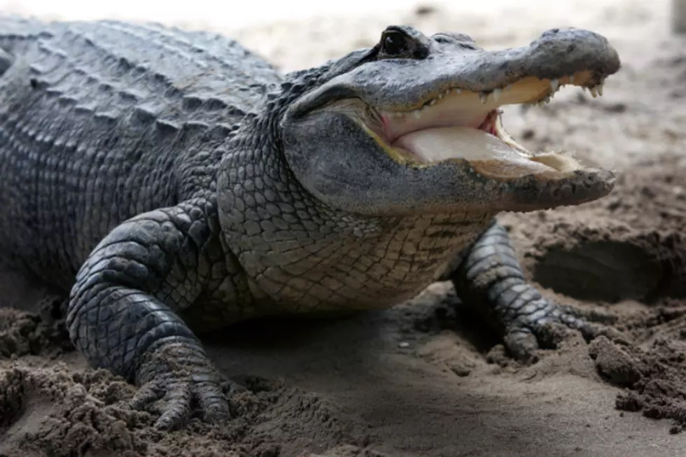 6 Foot Alligator Caught In Nampa