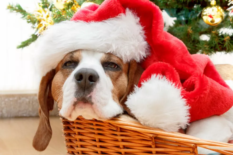 Your Pets Get a FREE Holiday Portrait This Weekend