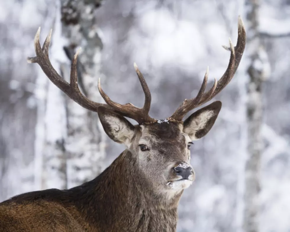 Local Idaho Builders Save A Deer’s Life On Ice