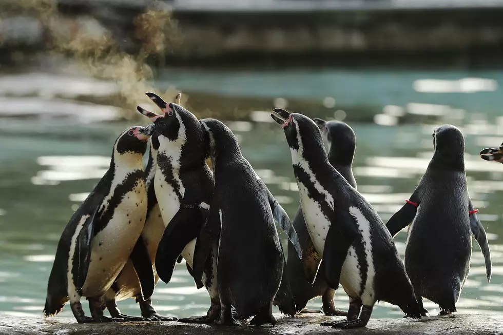 Snow Bringing Penguins to Boise?