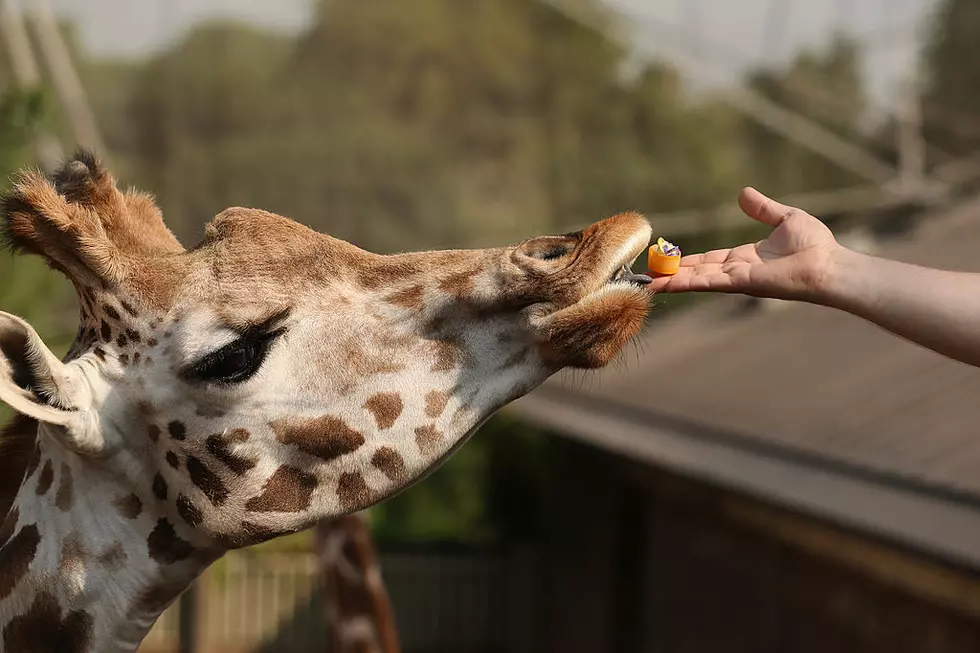 Boise Giraffe Dies