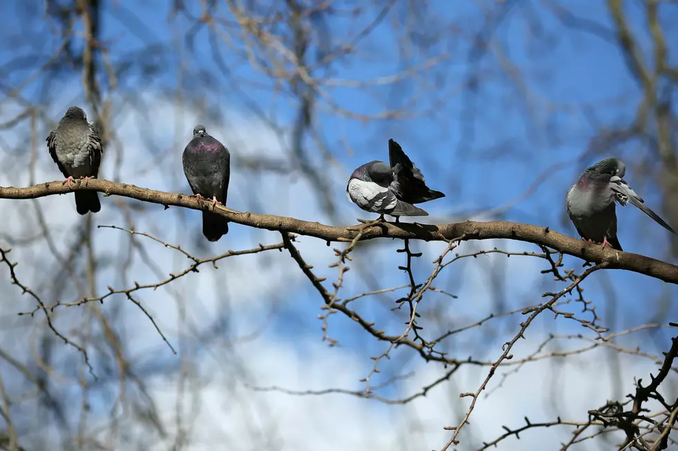 Phone Tap: 100 Percent Pigeon