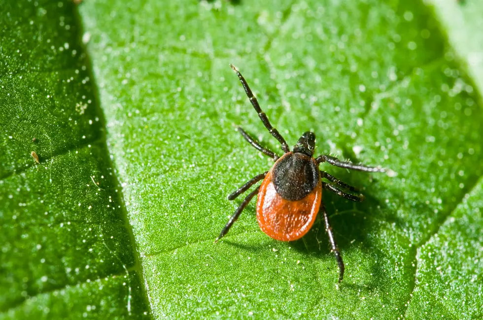 How to Protect Yourself From Tick-Related Illnesses