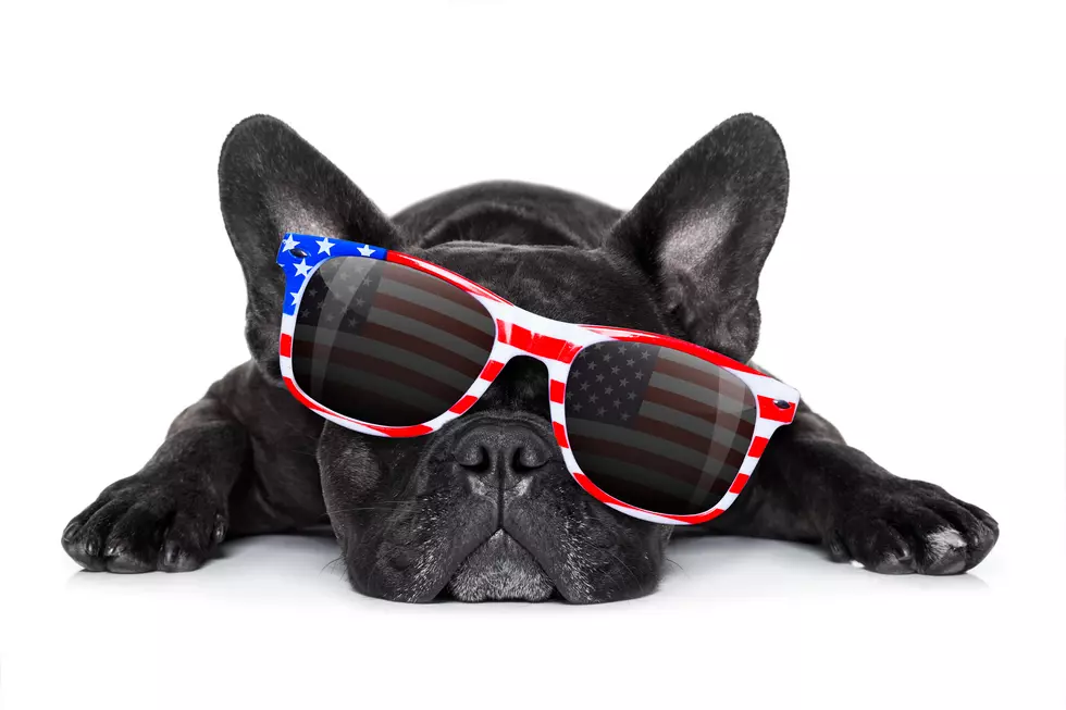 How to Keep Pets Safe This Fourth of July