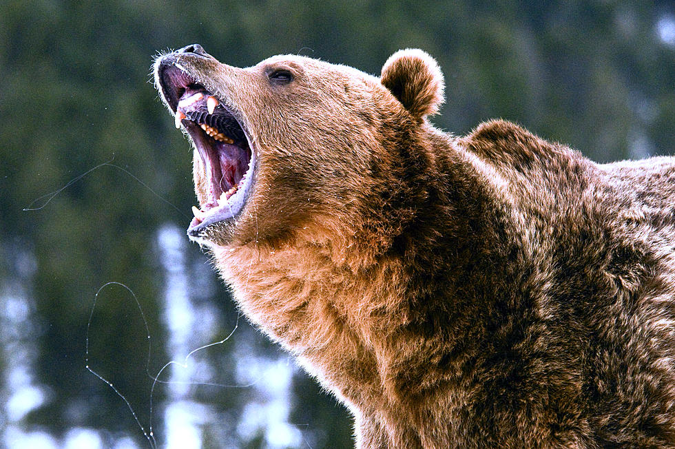 Idaho Bear Chases Biker