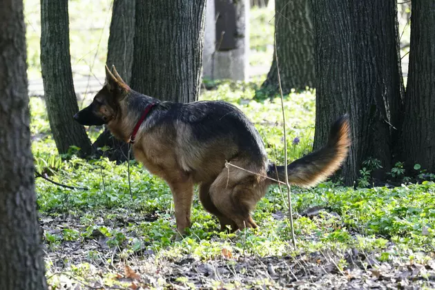 Is Dog Poop REALLY to Blame for Boise Ponds&#8217; Dog Ban?