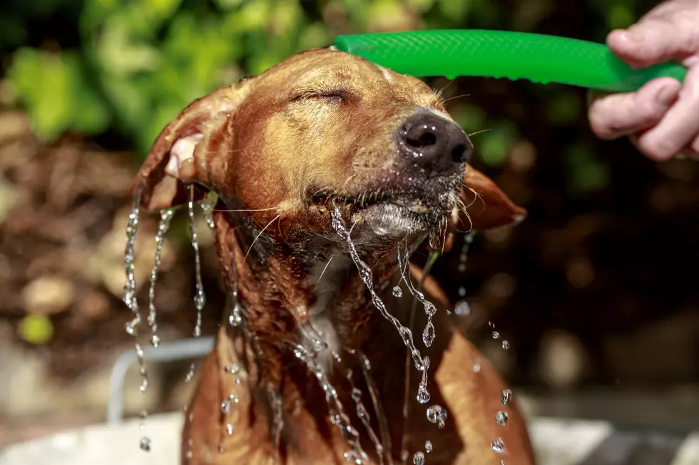 How to Keep Your Pets Cool Through Idaho Heat Wave