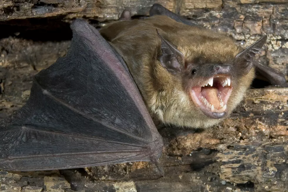 RABIES BATS!