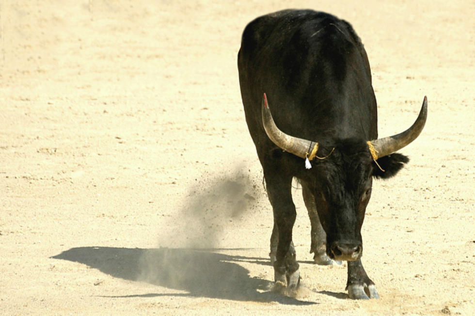 Bull Runs Loose in Meridian