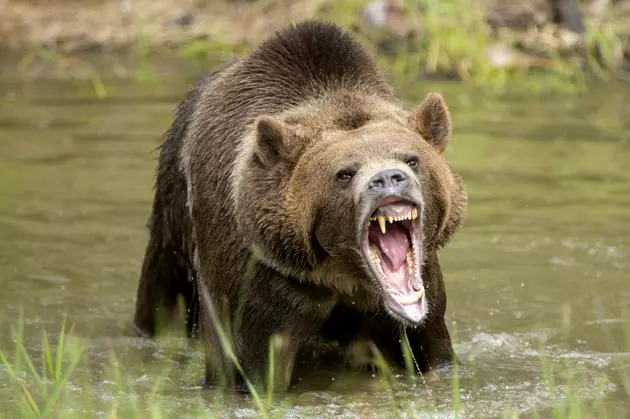 Bears Are Invading Boise