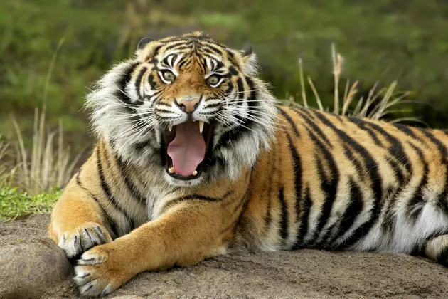 Tiger Returns to Zoo Boise