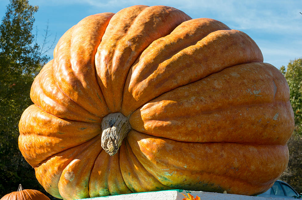 Idaho's Enormous Pumpkin