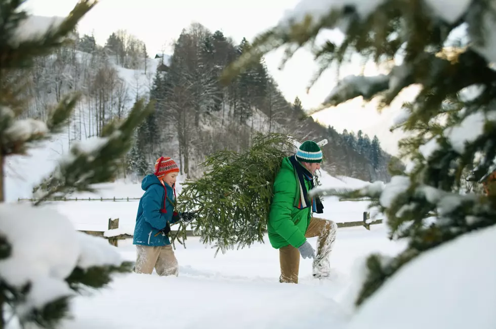 Boise’s Christmas Tree Shortage