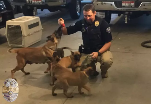 Nampa PD Welcomes Puppies to the Force