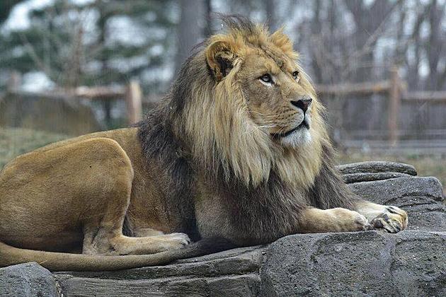 Snooze at the Zoo This Holiday Weekend With Revan the Lion