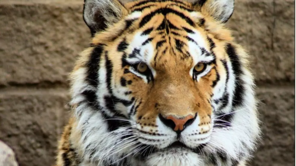 Zoo Boise Has A New Tiger Princess