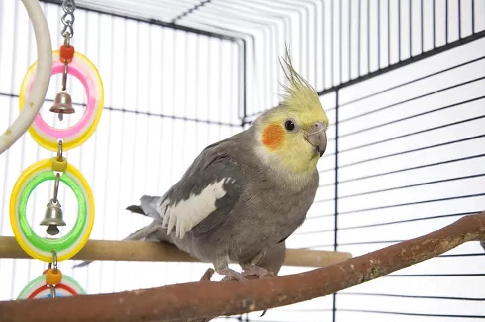 Phone Tap: Bumble Parrot