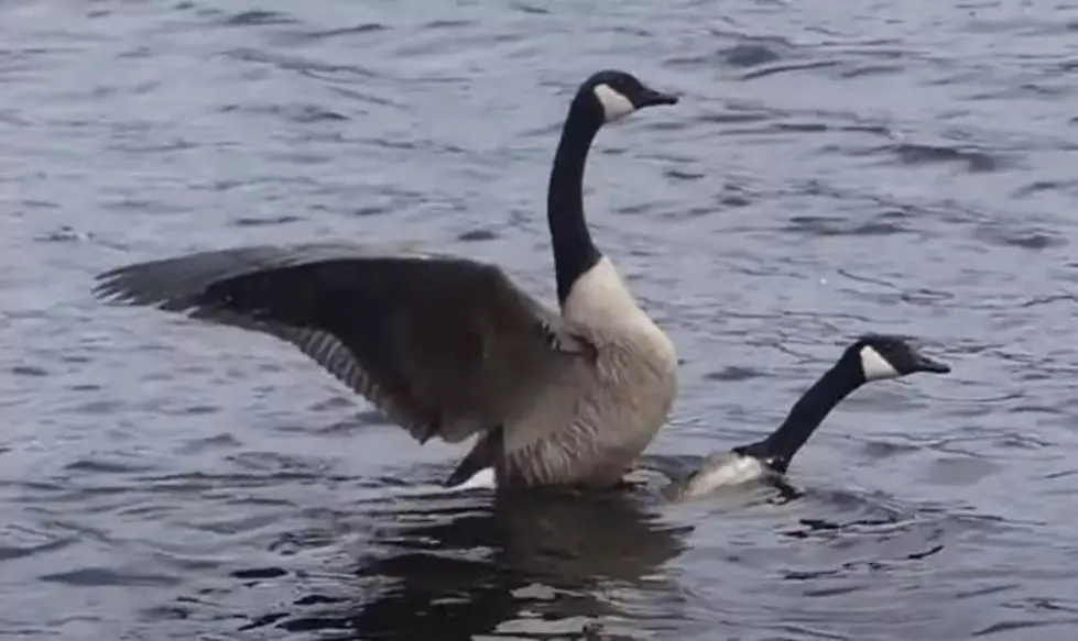 The Verdict Is In: Boise Hates Geese