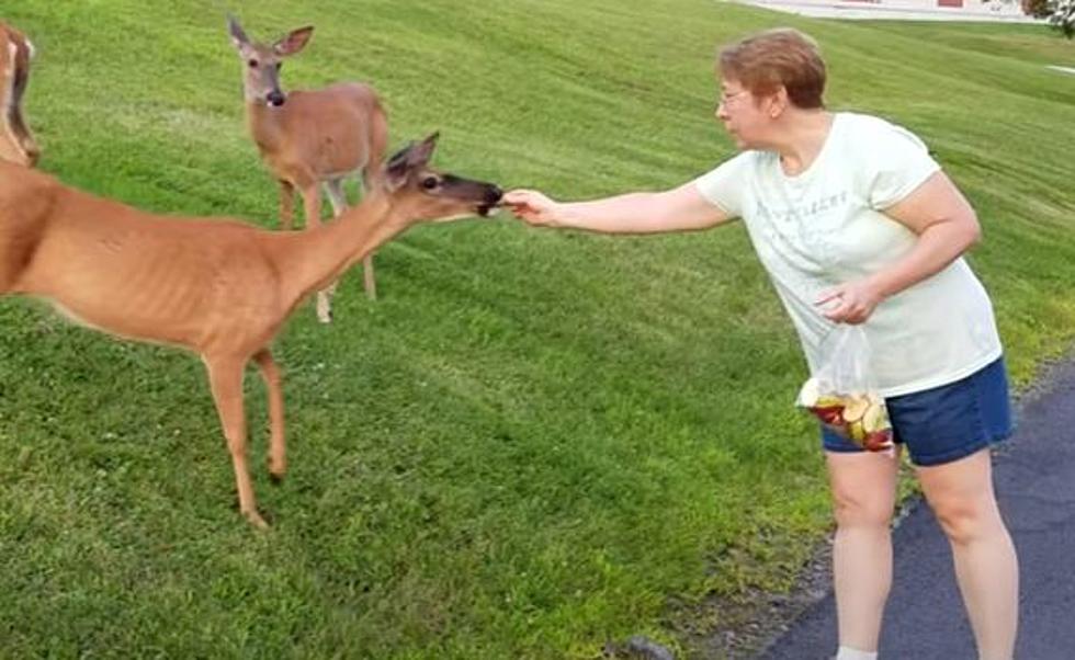 Hey Humans, It&#8217;s Time to Stop Feeding the Deer in McCall