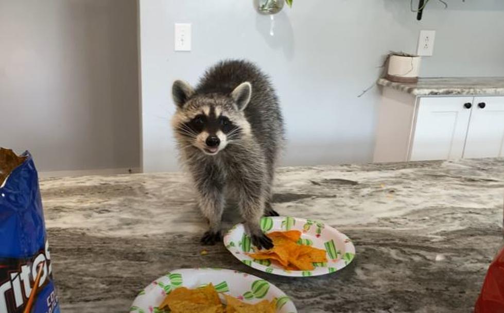 Where Are All of Boise&#8217;s Raccoons Coming From?