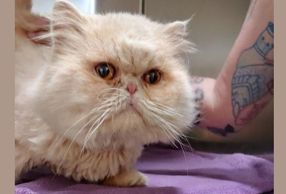 Mountain Home Cat Found 365 Miles Away From Home