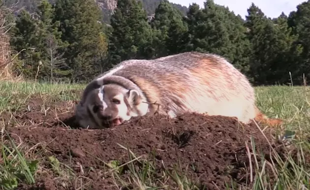 Is Boise&#8217;s Bench Home To a Friendly Badger?