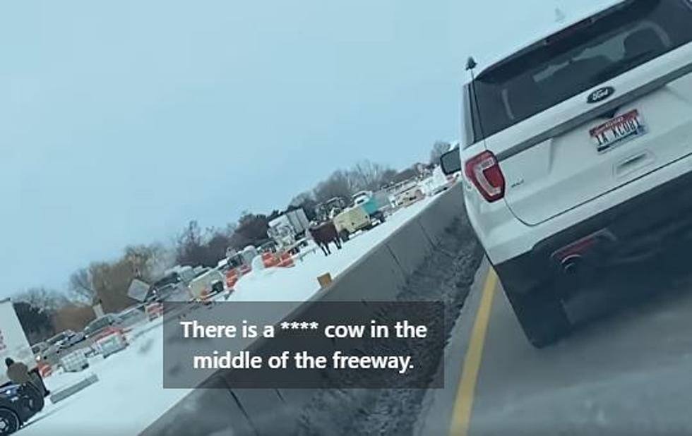 Only In Idaho: Cow Can&#8217;t &#8216;Moove&#8217; Off of Interstate, Turns Famous