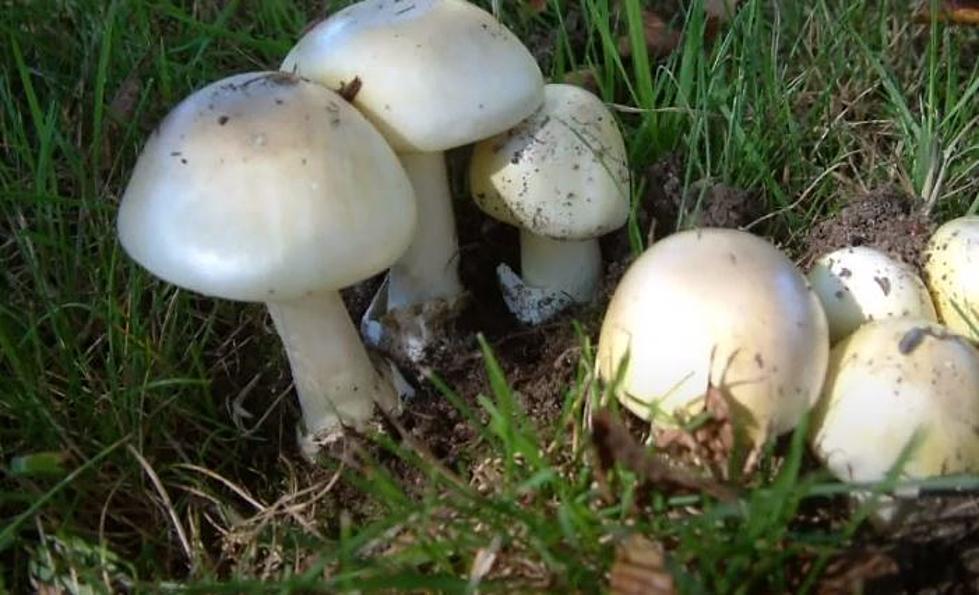 Magic to Poisonous: Avoid These 6 Idaho Mushrooms At All Costs