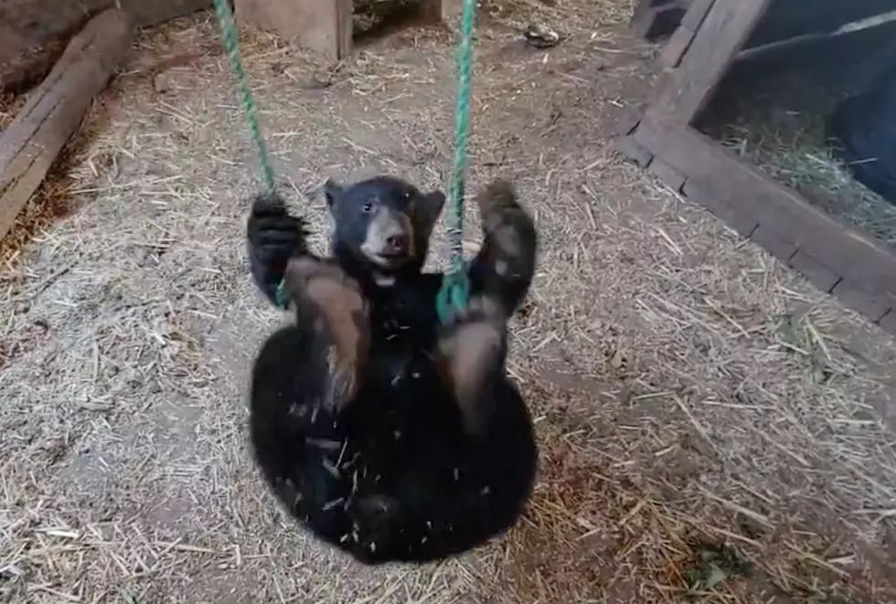 Hilarious Footage Captures Idaho Bear Dancing In The Dark [Video]
