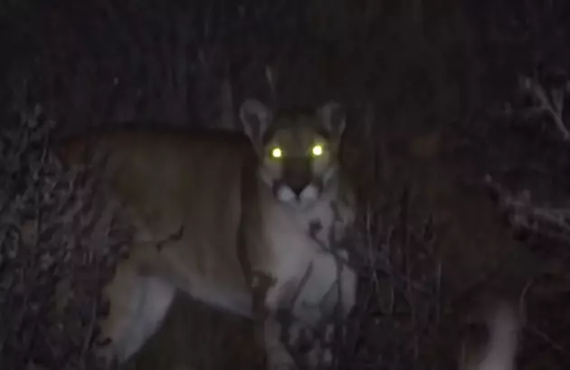 Boise Mountain Lion Sightings Call For Encounter Safety Tips