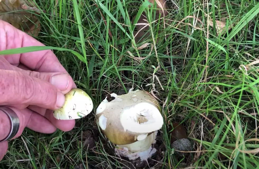 World&#8217;s Most Poisonous Mushroom Appears In Boise Again This Year