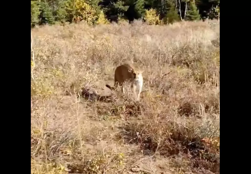 Terrifying Footage Captures Idaho Mountain Lion Encounter [Video]