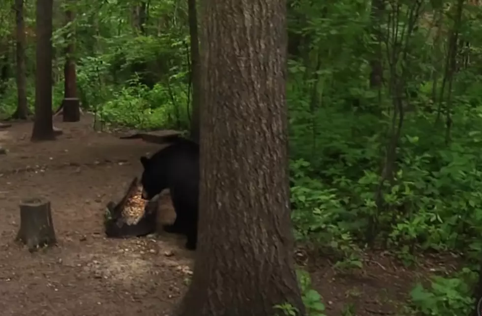 Rare Images of Idaho Grizzly Bear Leave Internet in Awe [Photos]