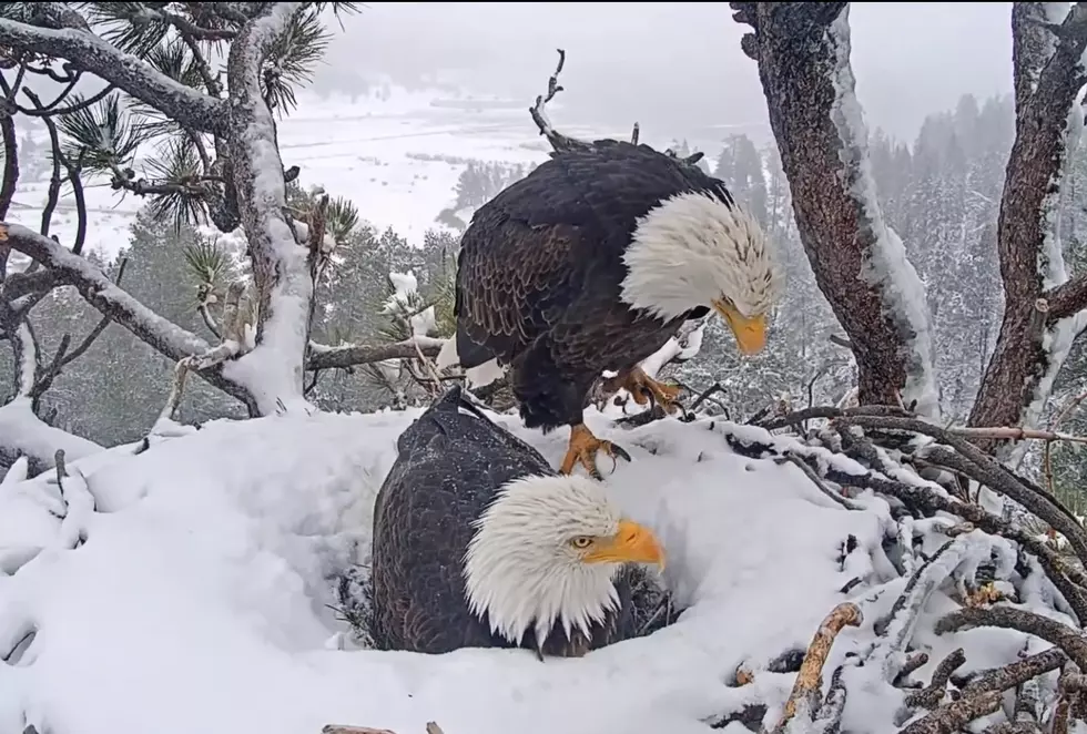 Bald Eagle Footage: One Thing Idaho &#038; California Agree On [Video]