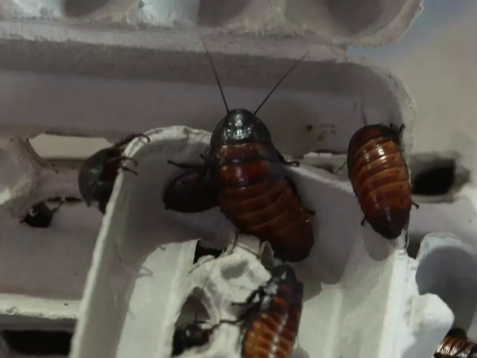 Name a Cockroach After Your Ex at Zoo Boise This Valentine’s Day