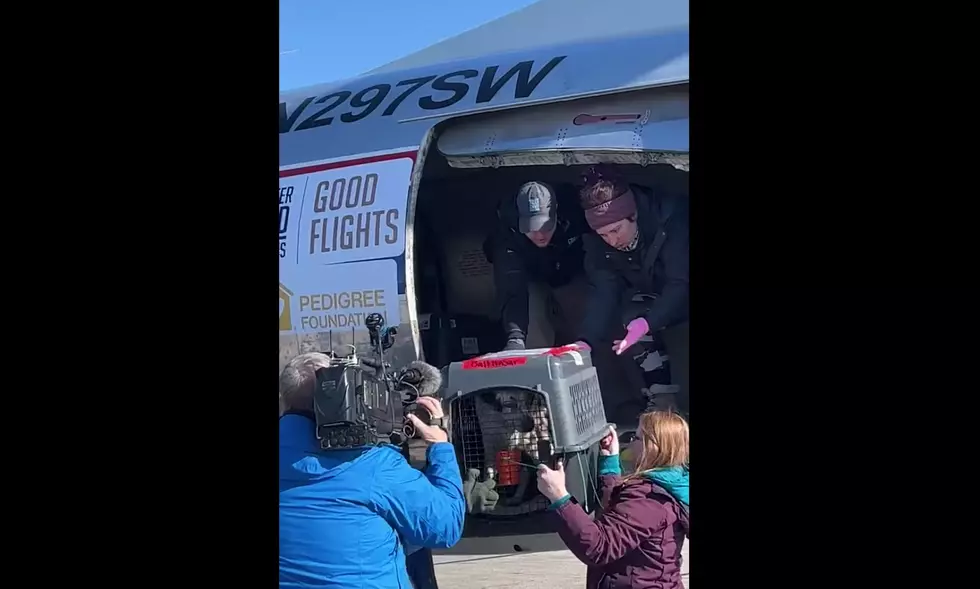 Dozens of Dogs Arrive to Boise from Louisiana By Plane [Video]