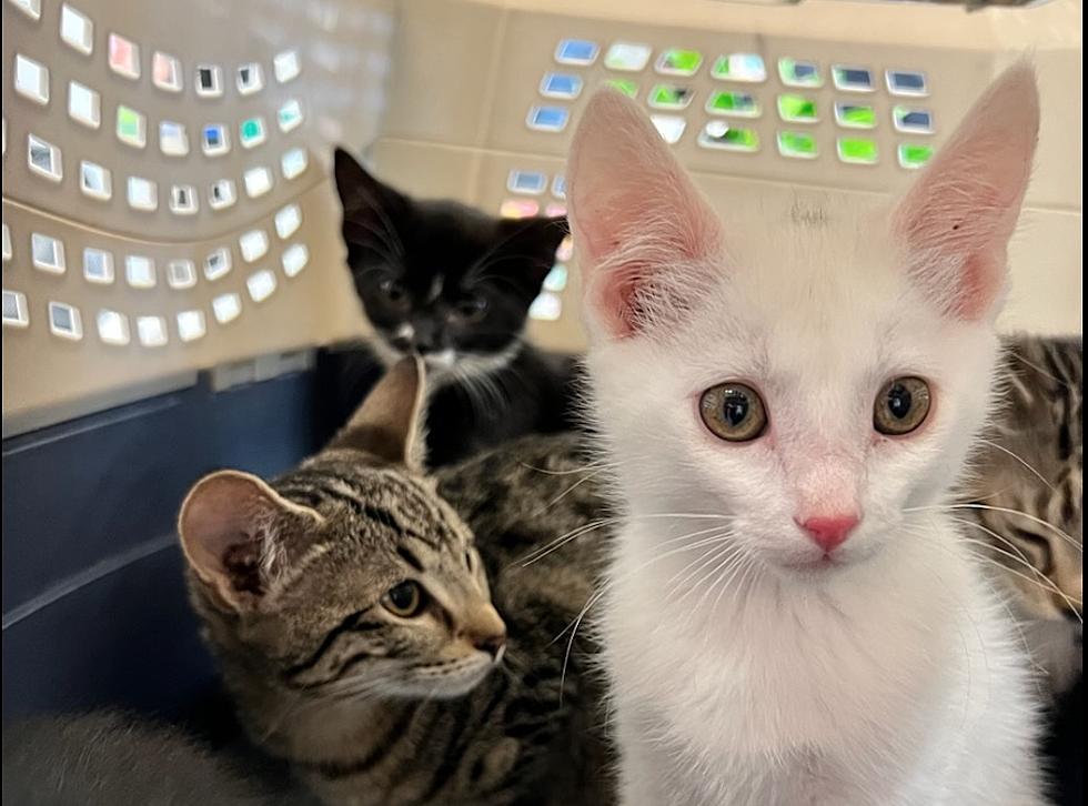 Humane Society Seeks Help as ‘Kitten Season’ Gets Underway