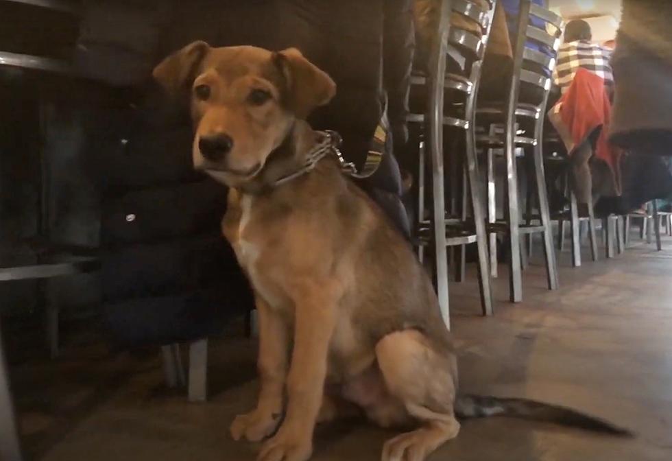 These Boise Businesses Offer The Best Dog-Friendly Patios