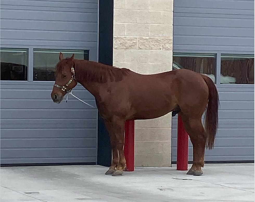 Boise Police, Fire Department, Seek Owner Of Lost Boise Horse