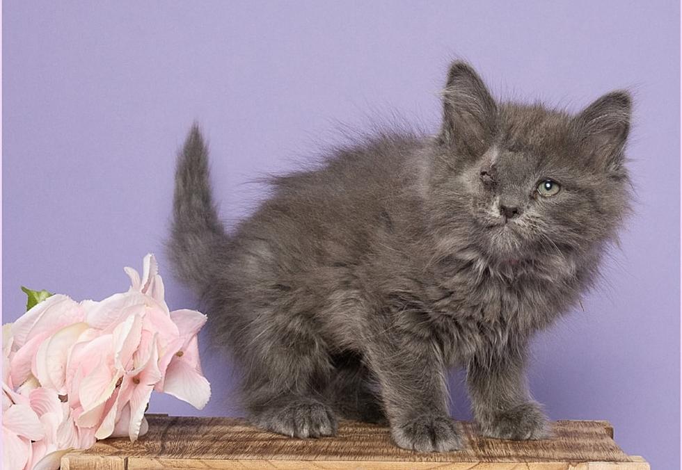 Caldwell Animal Shelter Seeks Home For &#8216;One-Eyed Floof&#8217; [Photos]