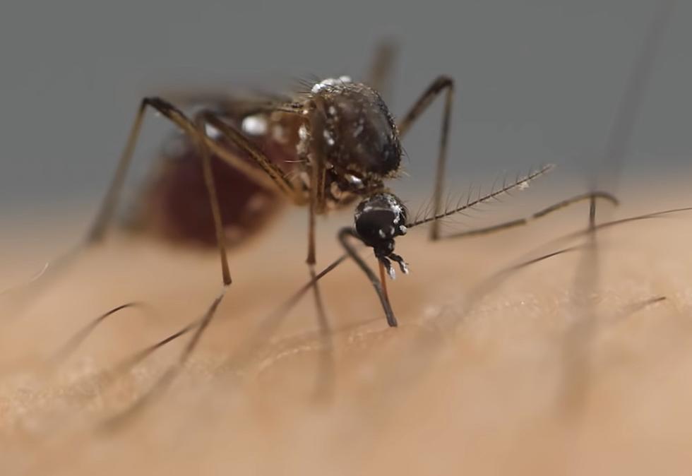 Deadly West Nile Virus Found in Mosquitos Near Boise