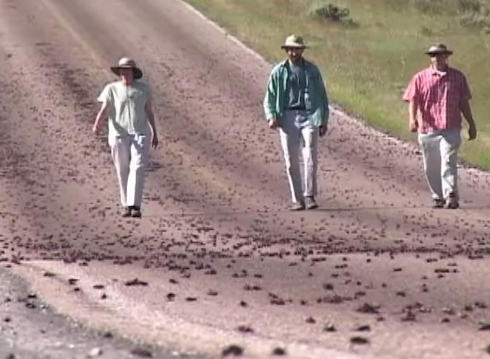 Creepy-Crawly Images Minutes From Idaho Leave Internet Shrieking