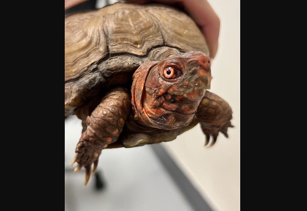 Idaho Humane Society Finds New Home For Runaway Turtle