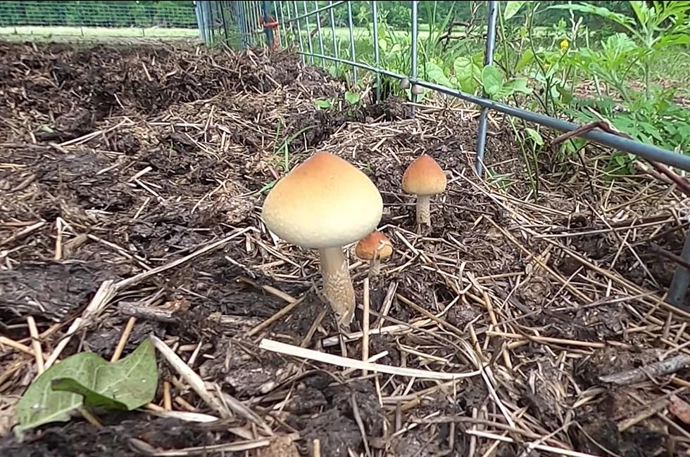 Forbidden Fungus: Even This Mushroom’s Spores Are Illegal in Idaho