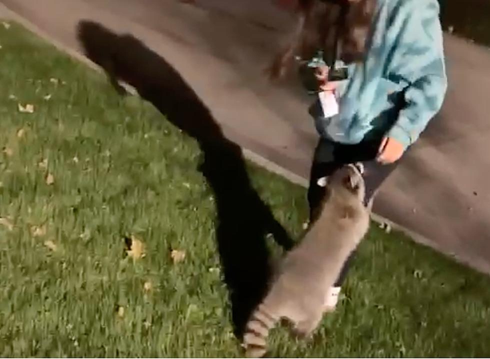 Hilarious Video Captures Wild Raccoon-Human Encounter in Boise