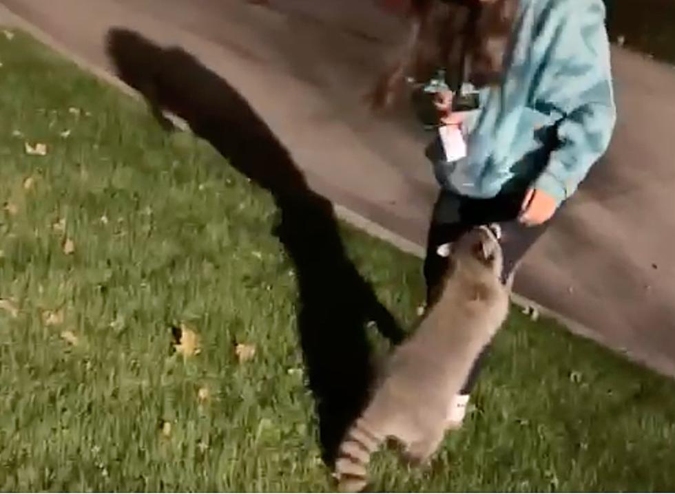 Hilarious Video Captures Wild Raccoon-Human Encounter in Boise