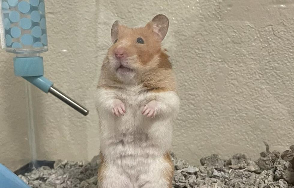 How Long Do Hamsters Live? Vet Reviewed Average Lifespan, Data