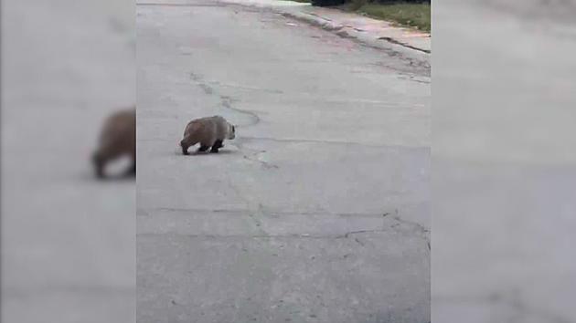 Boise Residents Warned of &#8216;Chunky&#8217; Badger On The Loose [Video]