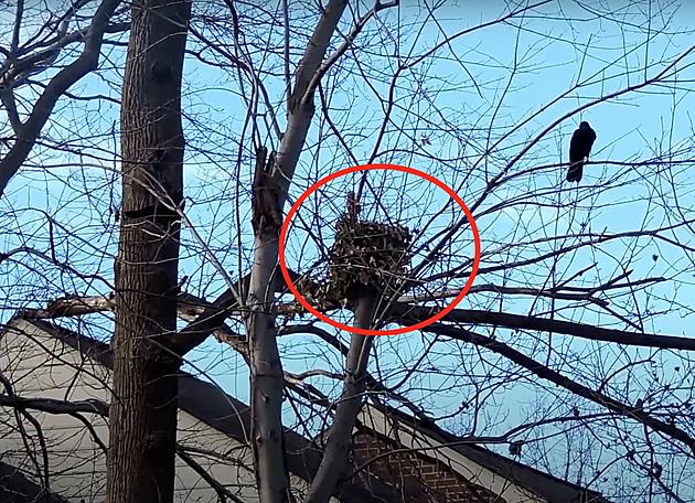 Watch Out Idaho: That Ball of Leaves In Your Tree Isn&#8217;t a Birds&#8217; Nest