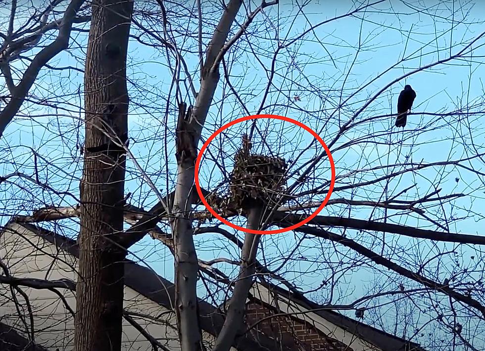 That Ball of Leaves In Your California Tree Isn’t a Bird’s Nest